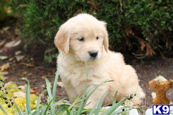 Tessa - Golden Retriever Female